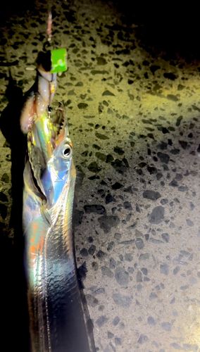 和歌浦湾