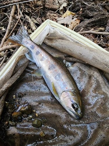 アマゴの釣果