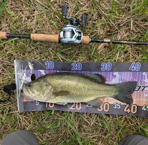 ラージマウスバスの釣果