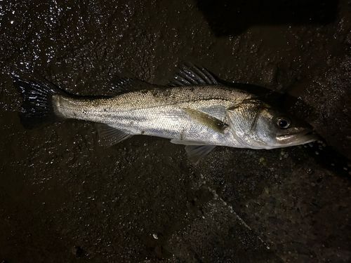 スズキの釣果