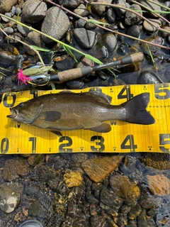 スモールマウスバスの釣果