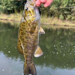 スモールマウスバス