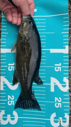 スモールマウスバスの釣果