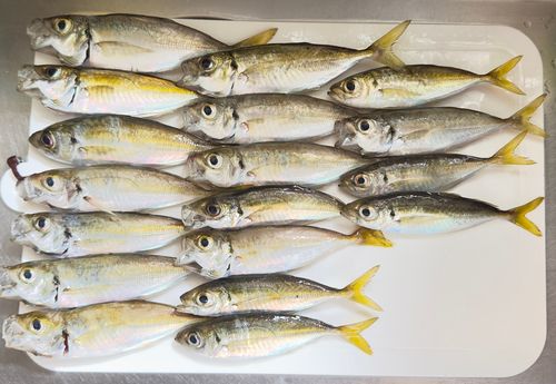 アジの釣果