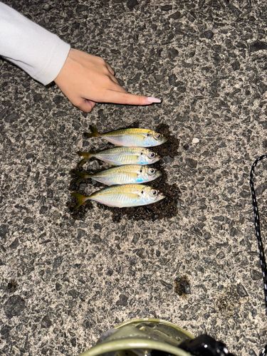 茂木港