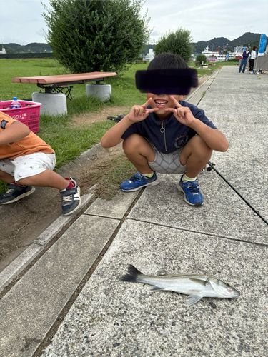 スズキの釣果