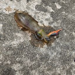 アオリイカ