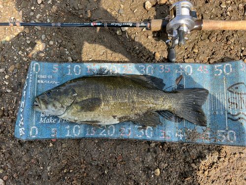 スモールマウスバスの釣果