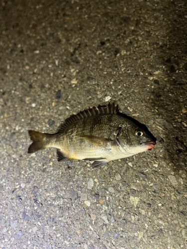 クロダイの釣果