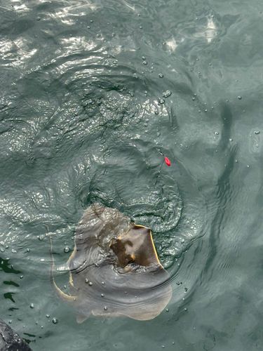 アカエイの釣果
