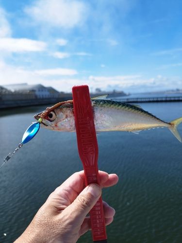 サバの釣果