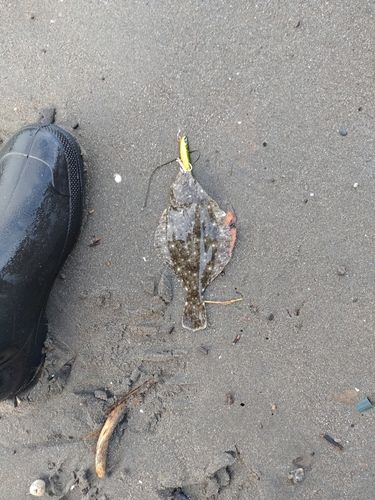 ソゲの釣果