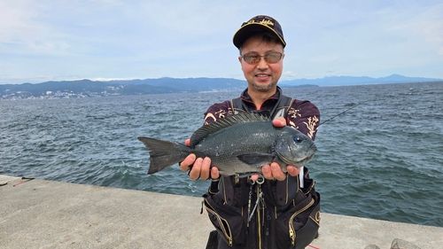 メジナの釣果