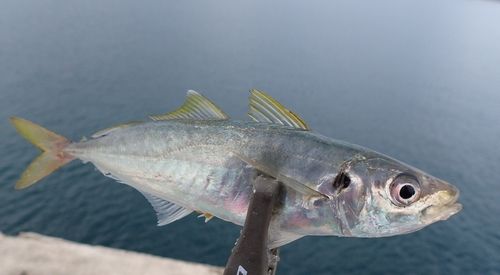 マアジの釣果