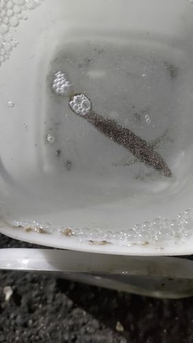 マアジの釣果