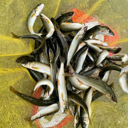 アユの釣果