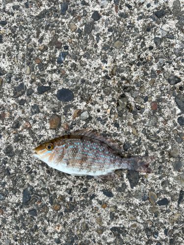 ハマフエフキの釣果