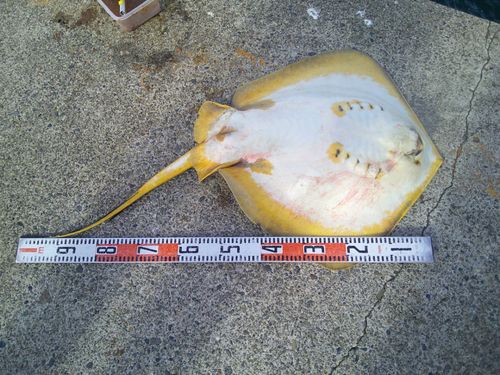 アカエイの釣果