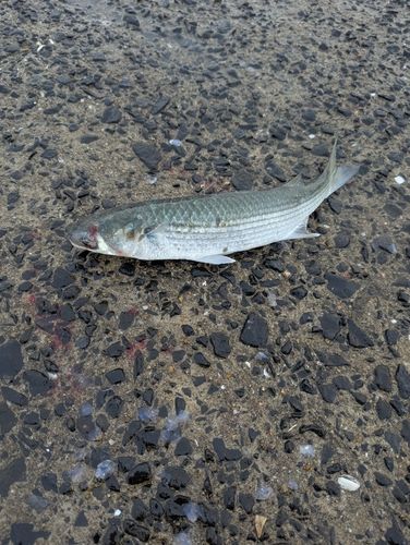 ボラの釣果