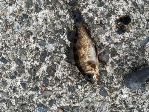 メバルの釣果