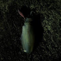 アオリイカ