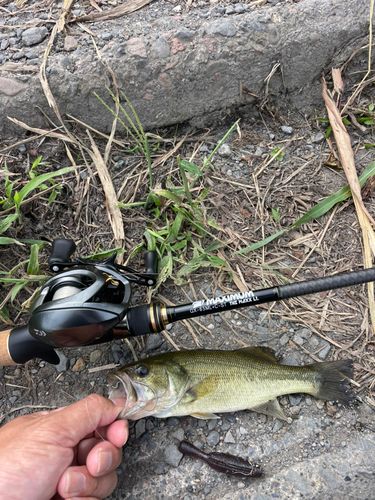 ラージマウスバスの釣果