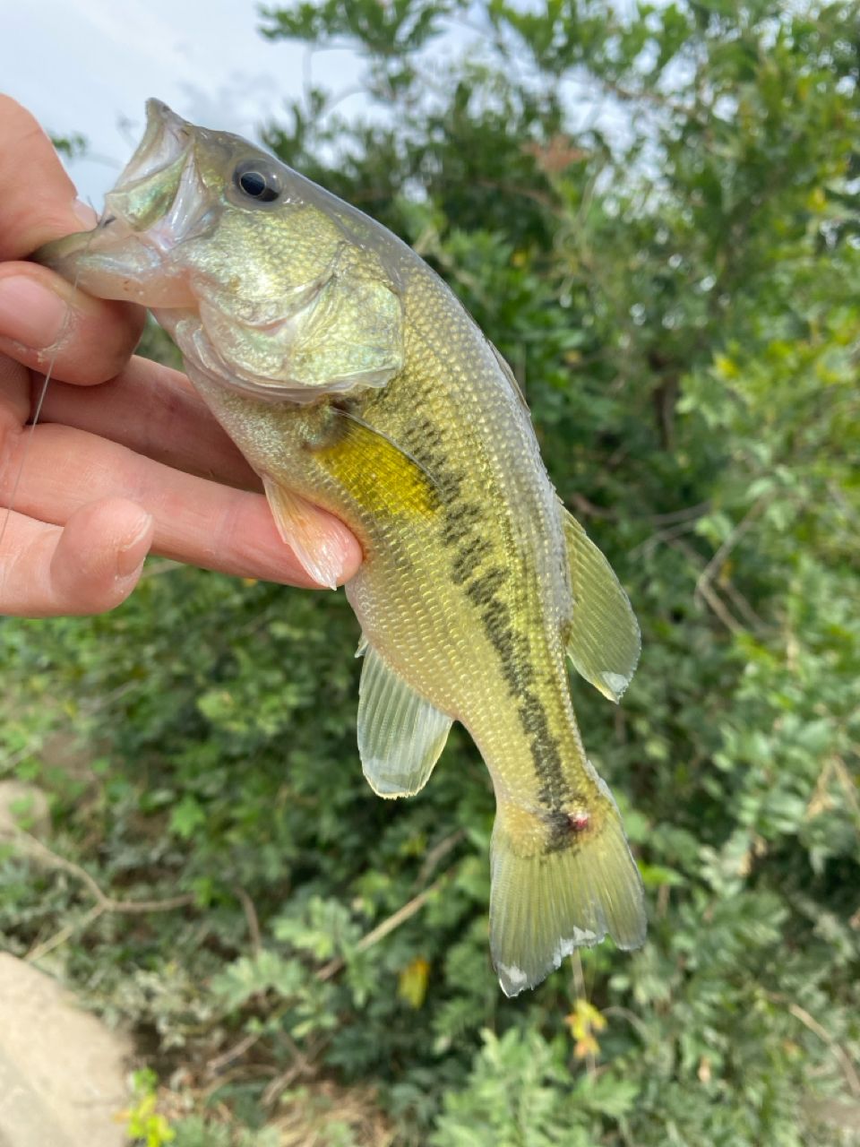 ラージマウスバス