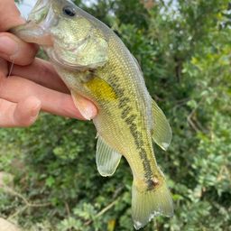 ラージマウスバス