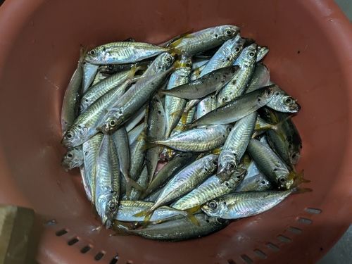 マアジの釣果