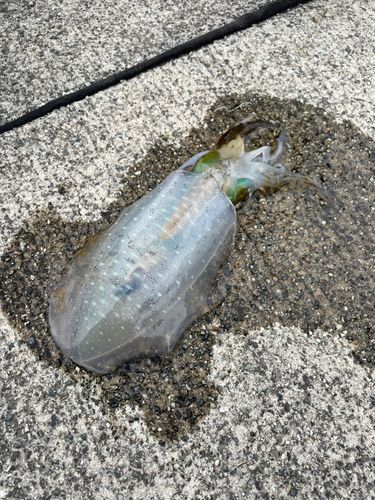 魚津漁港