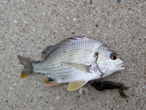 キビレの釣果