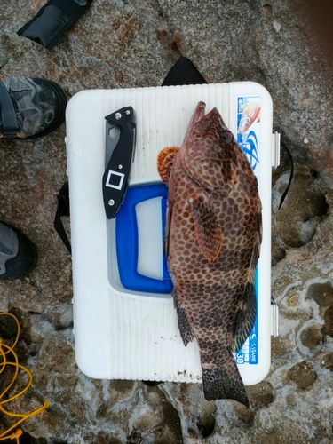 オオモンハタの釣果