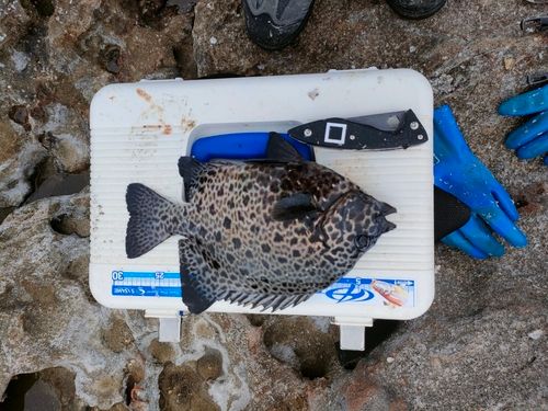 イシガキダイの釣果