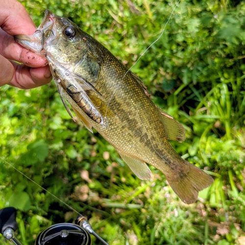 ラージマウスバスの釣果