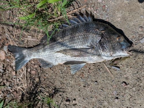 チヌの釣果