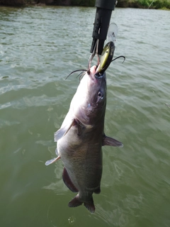 チャネルキャットフィッシュの釣果