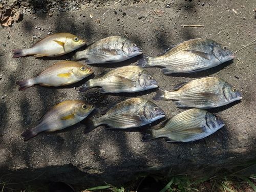 イサキの釣果