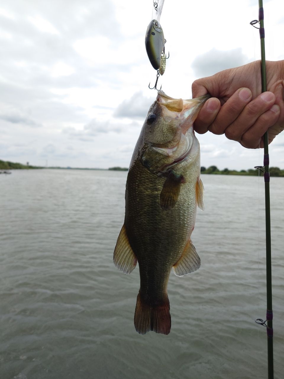 ラージマウスバス