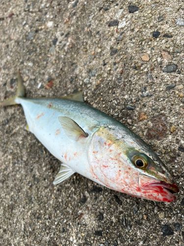 コゾクラの釣果