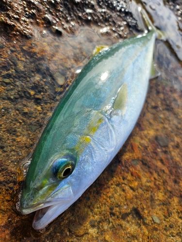ワカシの釣果