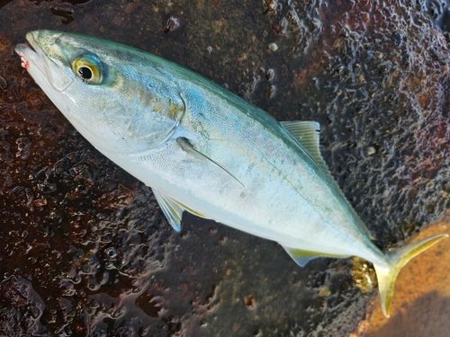 ワカシの釣果