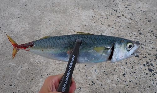 マサバの釣果