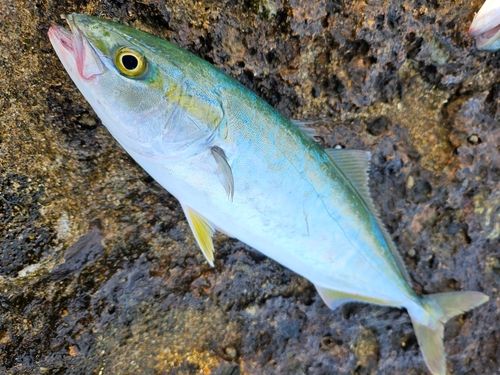 ワカシの釣果
