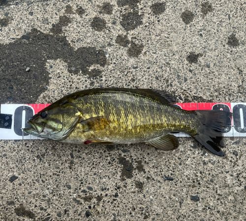 スモールマウスバスの釣果