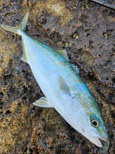 ワカシの釣果