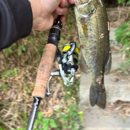 ラージマウスバス