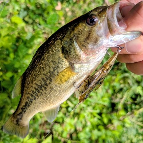 ラージマウスバスの釣果