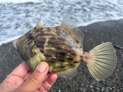 カワハギの釣果