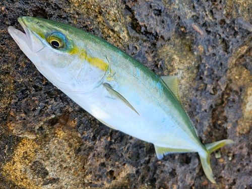 ワカシの釣果