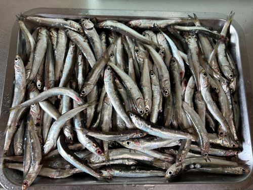 カタクチイワシの釣果